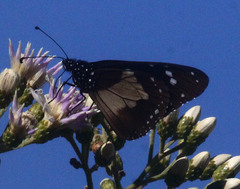 Amauris albimaculata