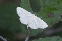 Scopula minorata