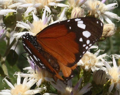 Danaus chrysippus orientis