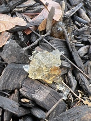 Myxarium nucleatum