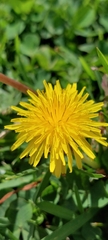 Taraxacum