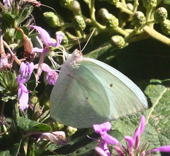 Catopsilia florella