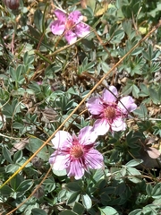 Potentilla nitida