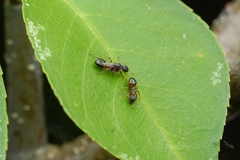 Dolichoderus plagiatus