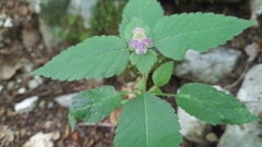 Galeopsis