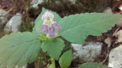Galeopsis