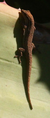 Lygodactylus capensis