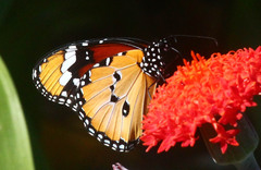 Danaus chrysippus orientis