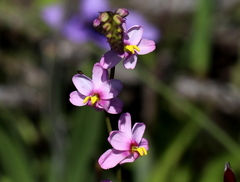 Ixia scillaris