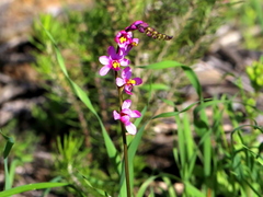 Ixia scillaris