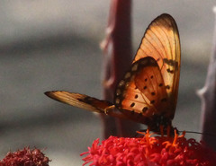 Acraea natalica