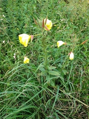 Oenothera glazioviana