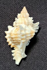 Chicoreus florifer