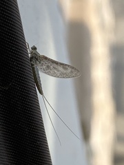 Callibaetis