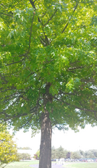 Quercus palustris