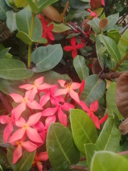 Frieseomelitta paupera