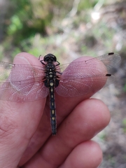 Leucorrhinia dubia