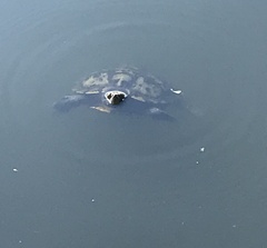 Trachemys scripta