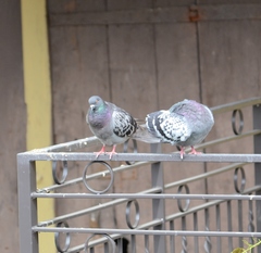 Columba livia domestica