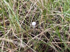 Tetrapyrgos nigripes