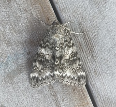 Catocala semirelicta