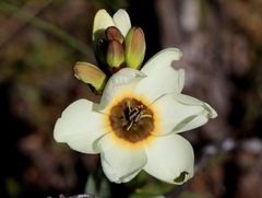 Ixia abbreviata