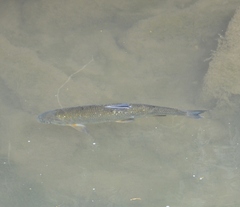 Actinopterygii