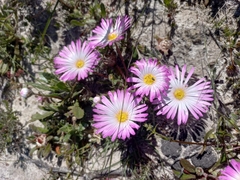 Cleretum bellidiforme