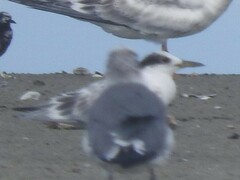 Thalasseus sandvicensis