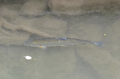 Actinopterygii