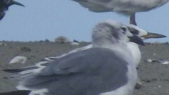 Thalasseus sandvicensis