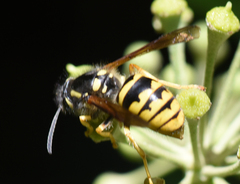 Vespula germanica