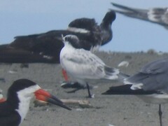 Thalasseus sandvicensis