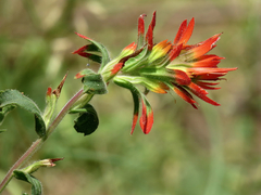 Castilleja applegatei pinetorum