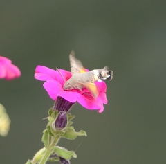 Macroglossum stellatarum