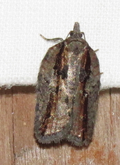 Acleris youngana