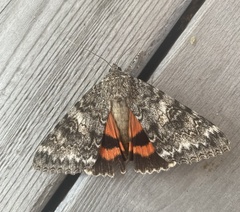 Catocala semirelicta