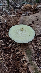 Leucocoprinus birnbaumii