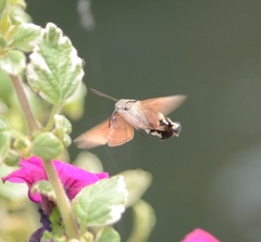 Macroglossum stellatarum