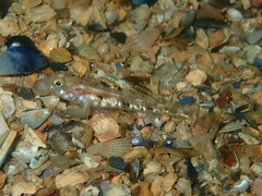 Pomatoschistus pictus