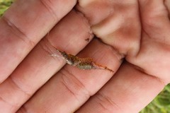 Palaemon paludosus