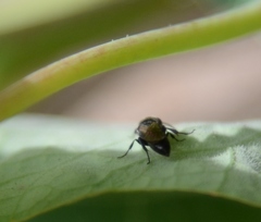Pemphredoninae