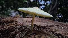 Leucocoprinus birnbaumii