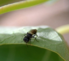 Pemphredoninae