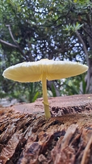 Leucocoprinus birnbaumii