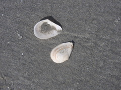 Austromacoma constricta