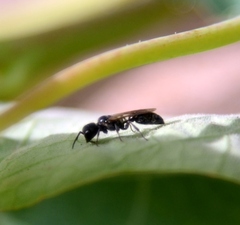 Pemphredoninae
