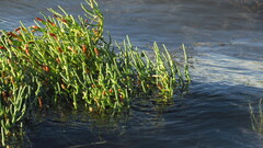 Salicornia pacifica