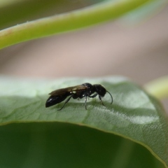 Pemphredoninae