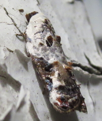 Acleris nivisellana